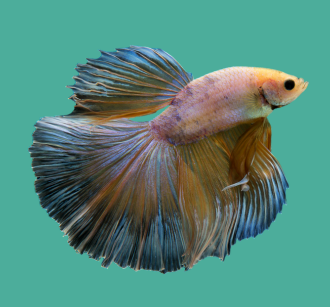 Fish & Aquarium Supplies