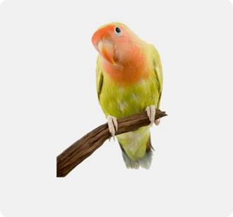 Bird & Wildlife Supplies